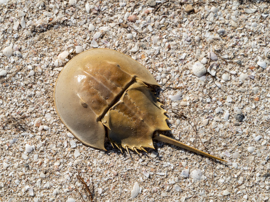 Strandgut: Der leere Panzer eines Krebses.
