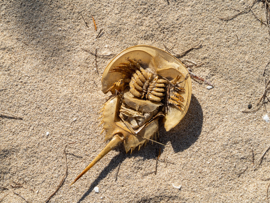 Strandgut: Der leere Panzer eines Krebses.