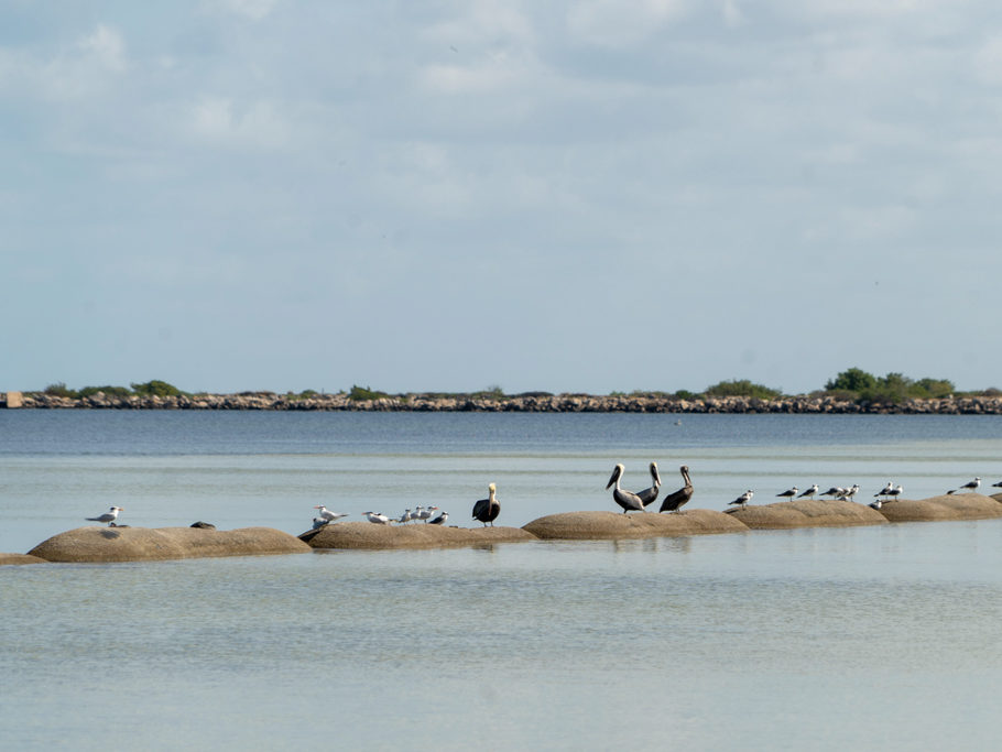 Pelikane und Seeschwalben auf ein paar künstlichen Wellenbrechern entlang des Strands bei San Cristobal
