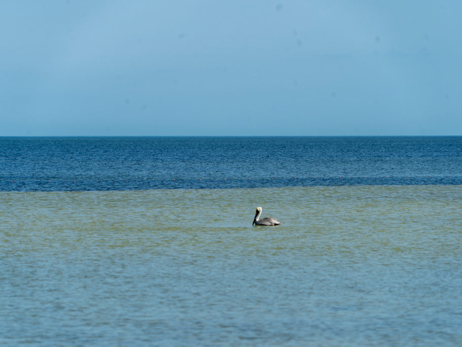 Ein Pelikan dümpelt im flachen Meer bei San Cristobal