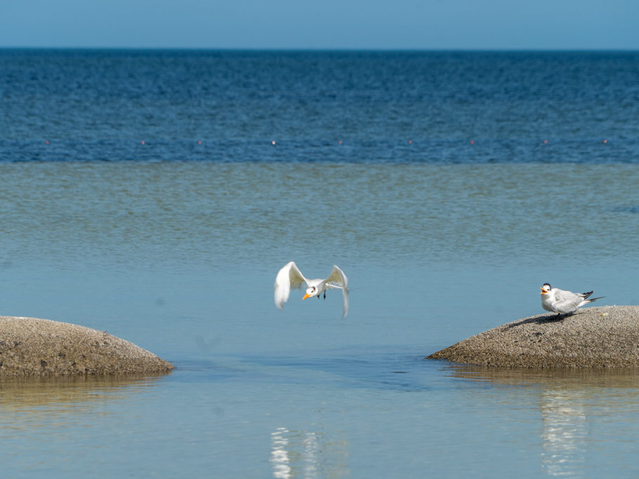 eine Seemöwe im Landeanflug auf einen künstlichen Wellenbrecher vor dem Strand bei San Cristobal