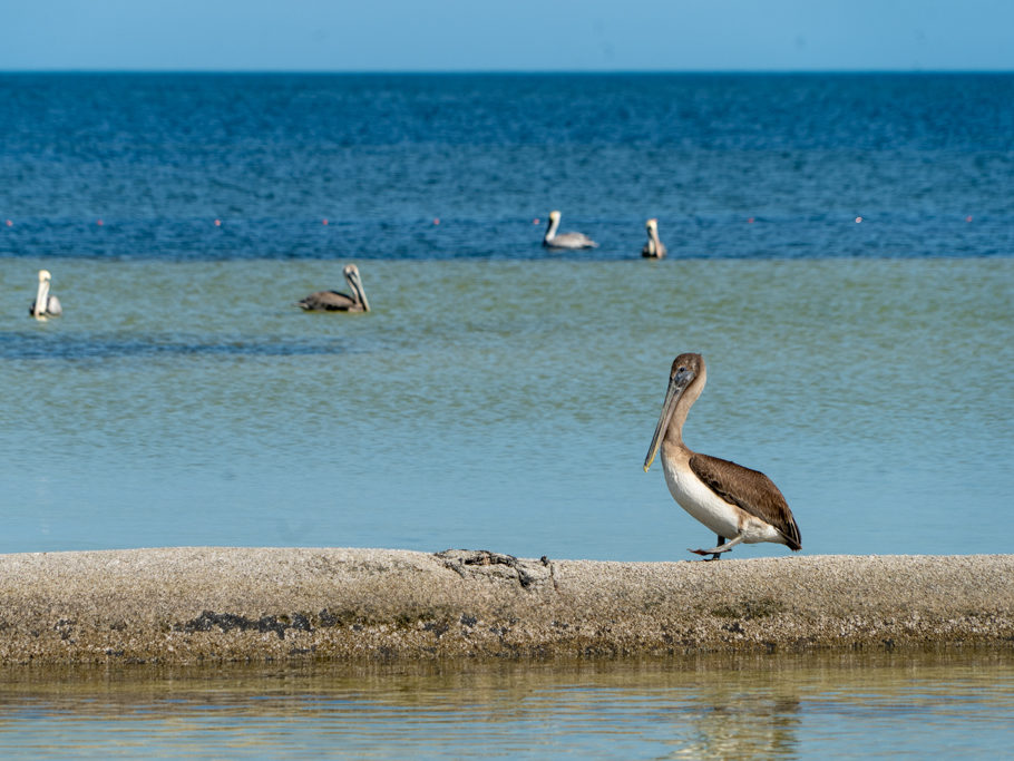 Vorne watschelt ein Pelikan auf einem Wellenbrecher, im Hintergrund sind einige seiner Artgenossen im Wasser und halten nach Futter ausschau