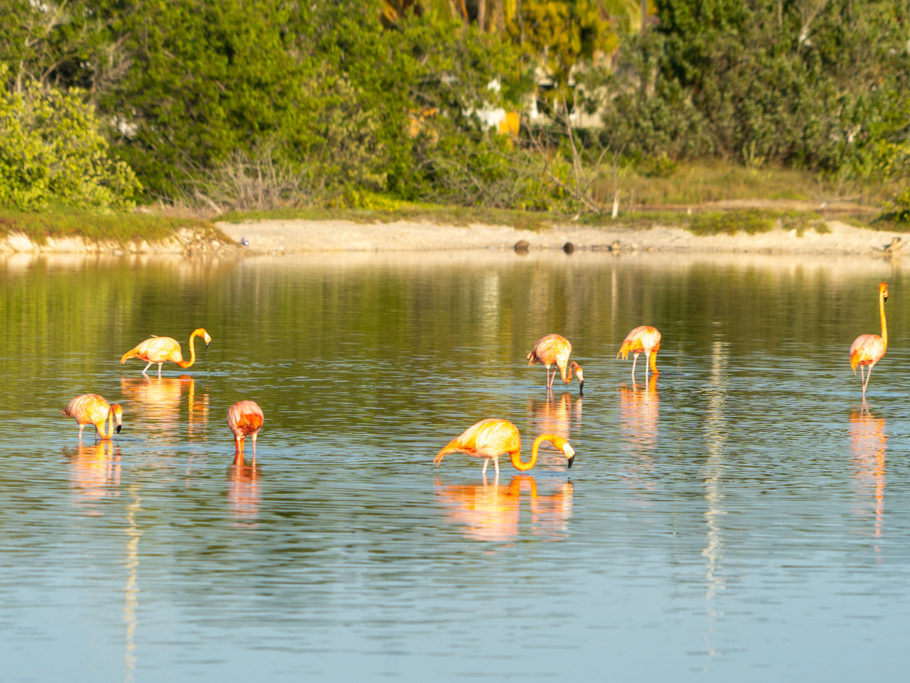 Ein paar Flamingos kurz vor Sonnenuntergang in einer der Lagunen hier bei San Cristobal