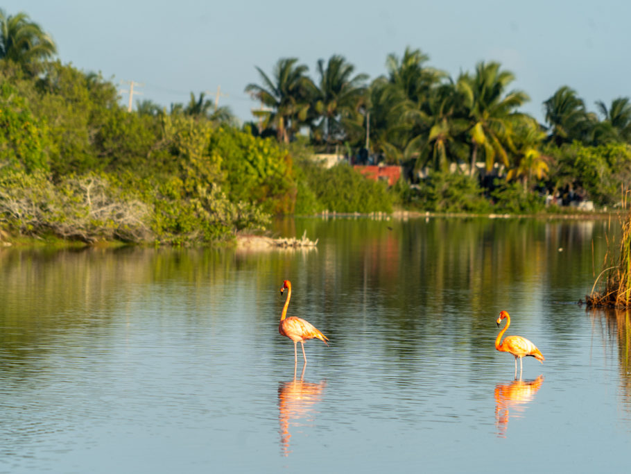 Ein paar Flamingos kurz vor Sonnenuntergang in einer der Lagunen hier bei San Cristobal