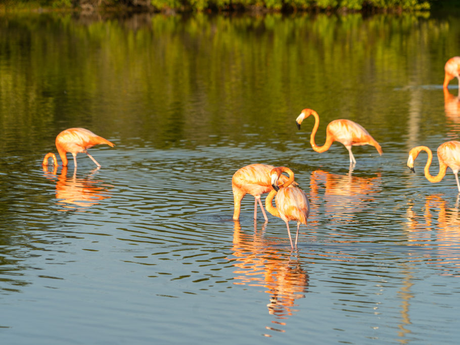 Ein paar Flamingos kurz vor Sonnenuntergang in einer der Lagunen hier bei San Cristobal