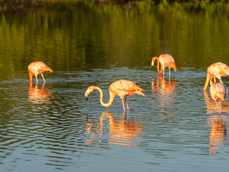 Ein paar Flamingos kurz vor Sonnenuntergang in einer der Lagunen hier bei San Cristobal
