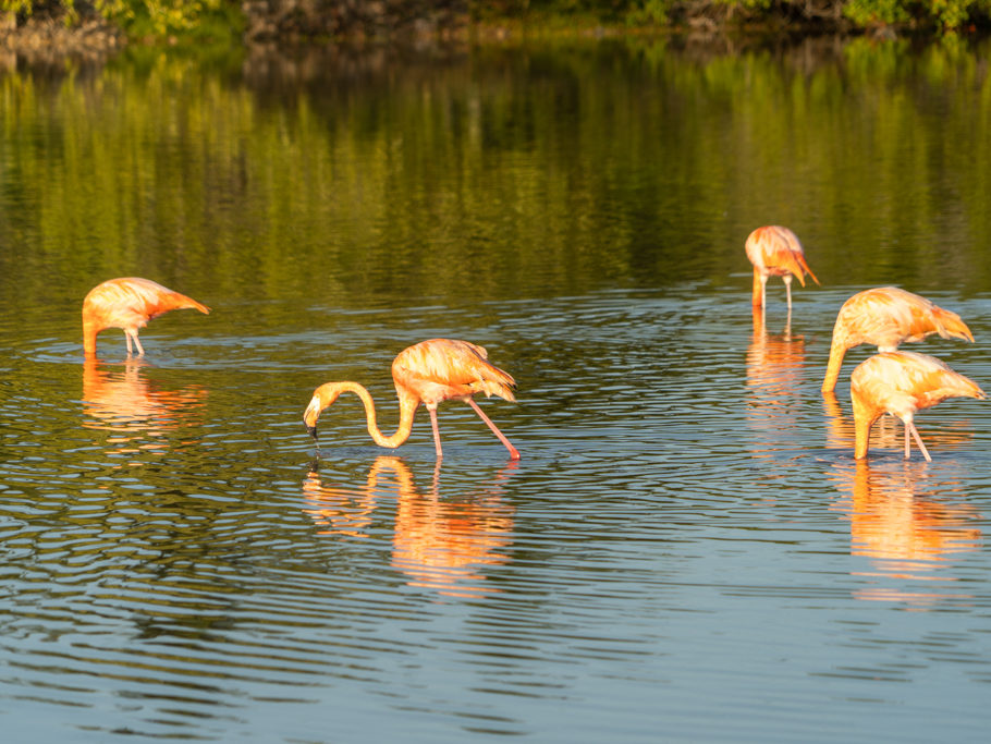 Ein paar Flamingos kurz vor Sonnenuntergang in einer der Lagunen hier bei San Cristobal