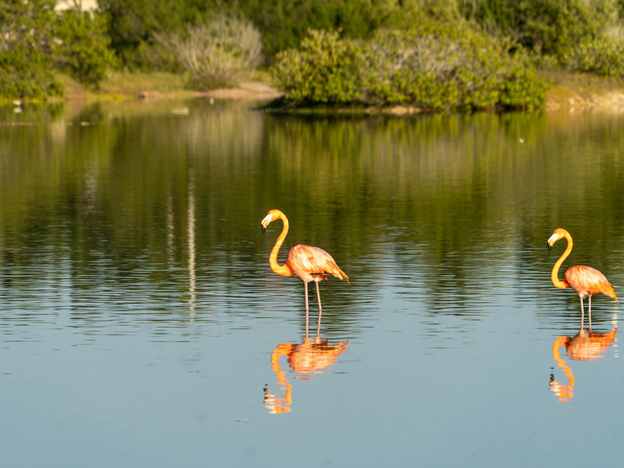 Ein paar Flamingos kurz vor Sonnenuntergang in einer der Lagunen hier bei San Cristobal