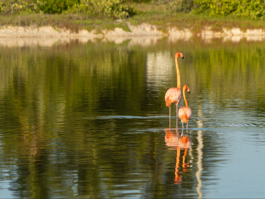 Ein paar Flamingos kurz vor Sonnenuntergang in einer der Lagunen hier bei San Cristobal