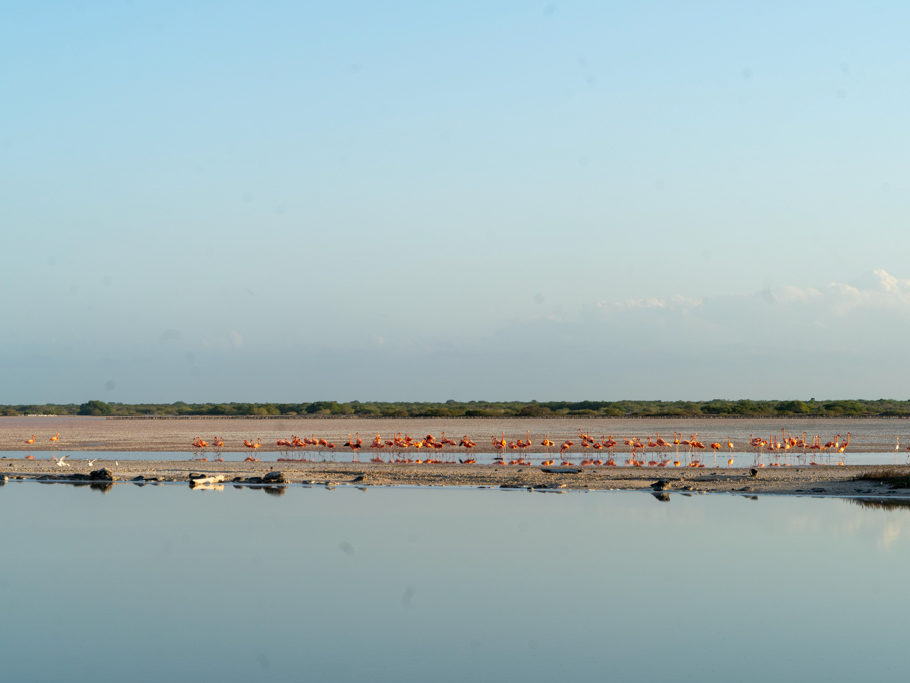 Ein paar Flamingos kurz vor Sonnenuntergang in einer der Lagunen hier bei San Cristobal