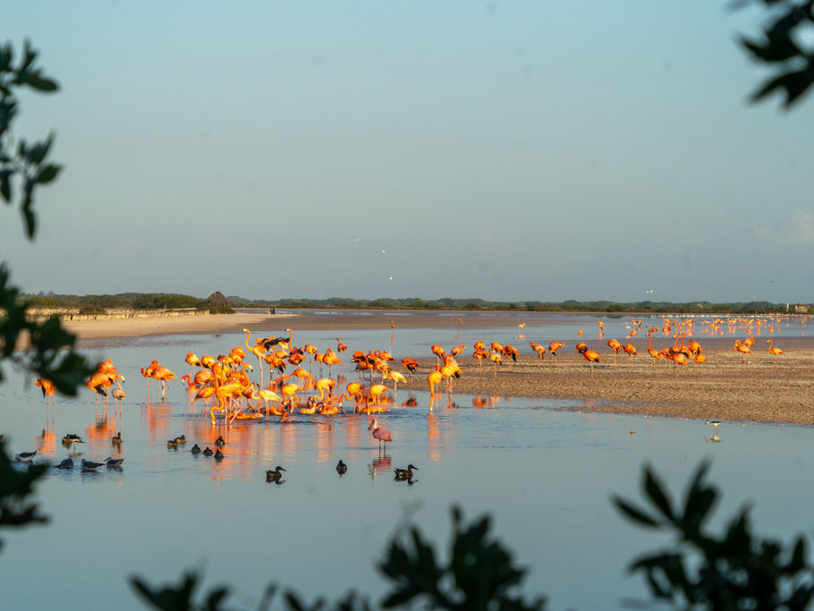 Durch ein Gebüsch Flamingos in der letzten Abendsonne hier bei San Cristobal
