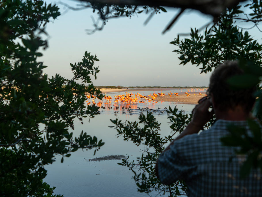 Jo beobachtet mit dem Fernglas durch ein Gebüsch Flamingos in der letzten Abendsonne hier bei San Cristobal