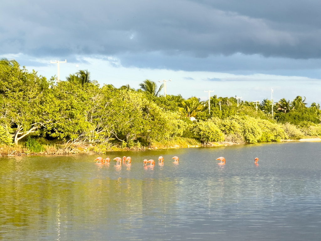 Ein paar Flamingos kurz vor Sonnenuntergang in einer der Lagunen hier bei San Crisanto