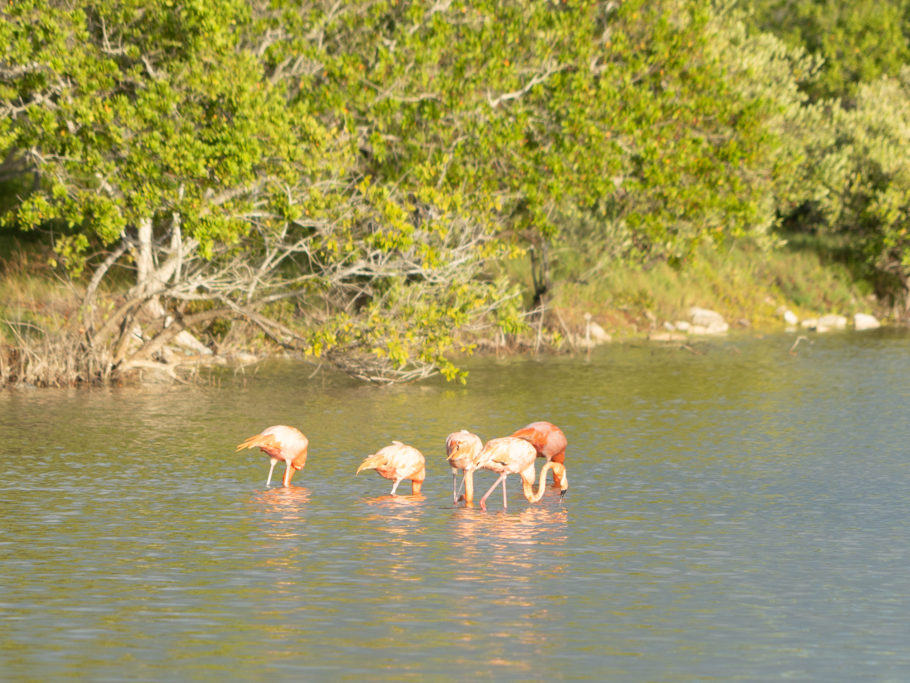 Ein paar Flamingos kurz vor Sonnenuntergang in einer der Lagunen hier bei San Crisanto