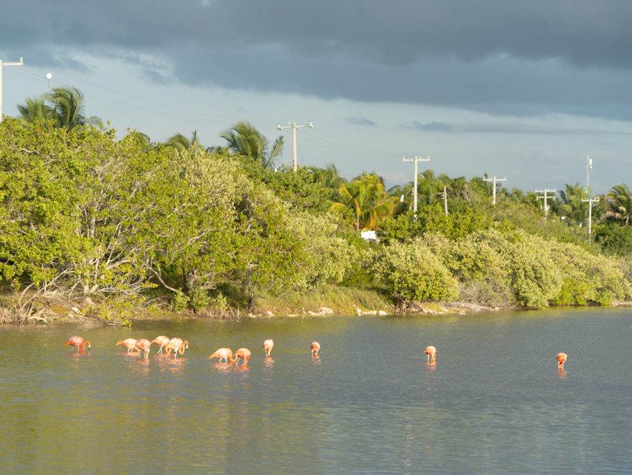 Ein paar Flamingos kurz vor Sonnenuntergang in einer der Lagunen hier bei San Crisanto
