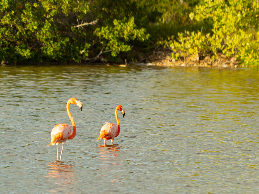 Ein paar Flamingos kurz vor Sonnenuntergang in einer der Lagunen hier bei San Crisanto