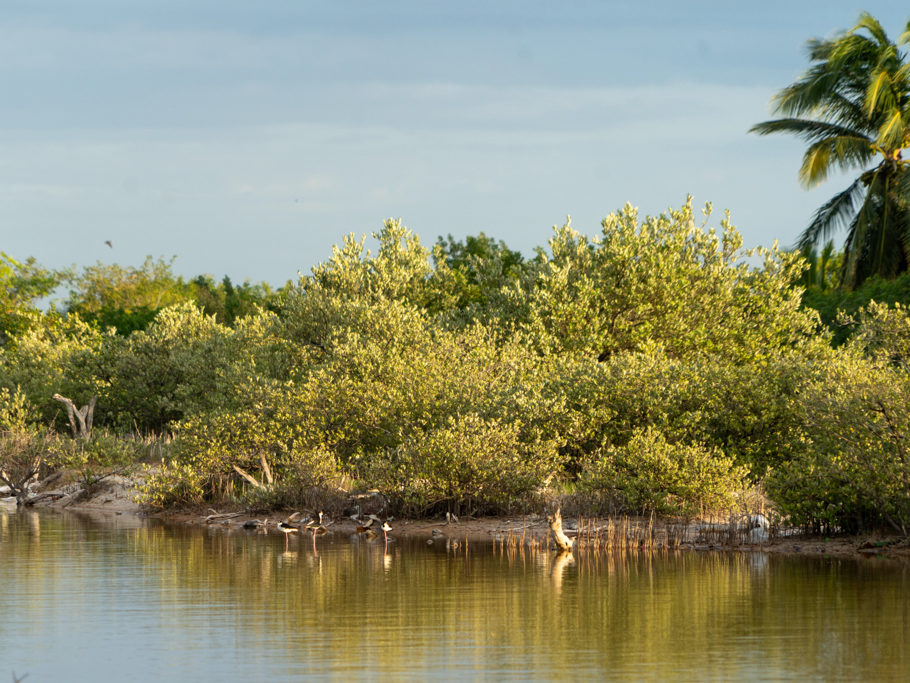 Seevögel in der grünen Lagune bei San Crisanto