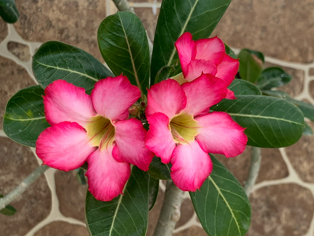 Frangipani-Blüten in Yaras Garten