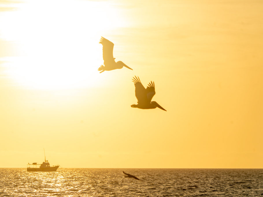fliegende Pelikane auf Futtersuche. Ein Fischerboot dümpelt im Abendlicht vor Celestun dahin