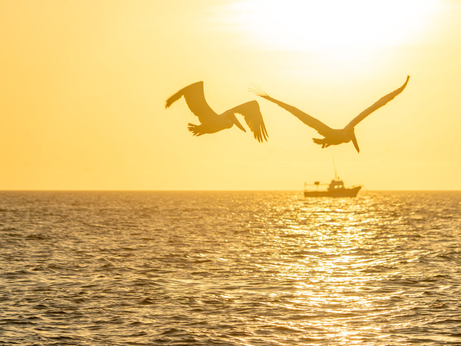 fliegende Pelikane auf Futtersuche. Ein Fischerboot dümpelt im Abendlicht vor Celestun dahin