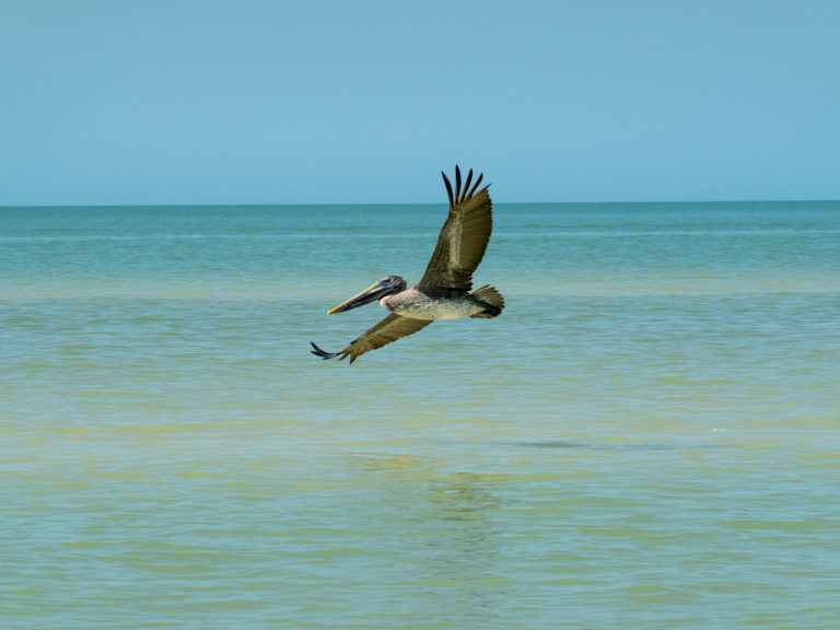 Pelikan im Tiefflug über dem Meer