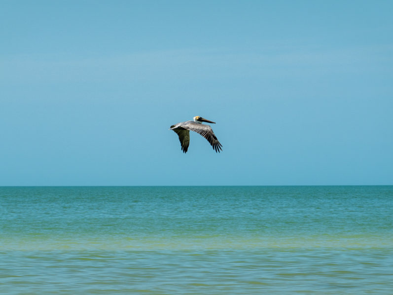 Pelikan im Flug auf Beutesuche