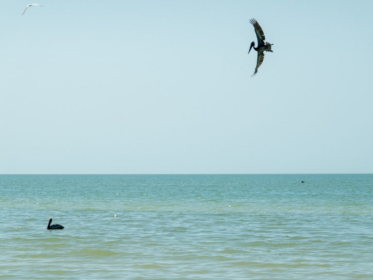 Pelikan breitet sich auf den Sturzfug ins Wasser vor