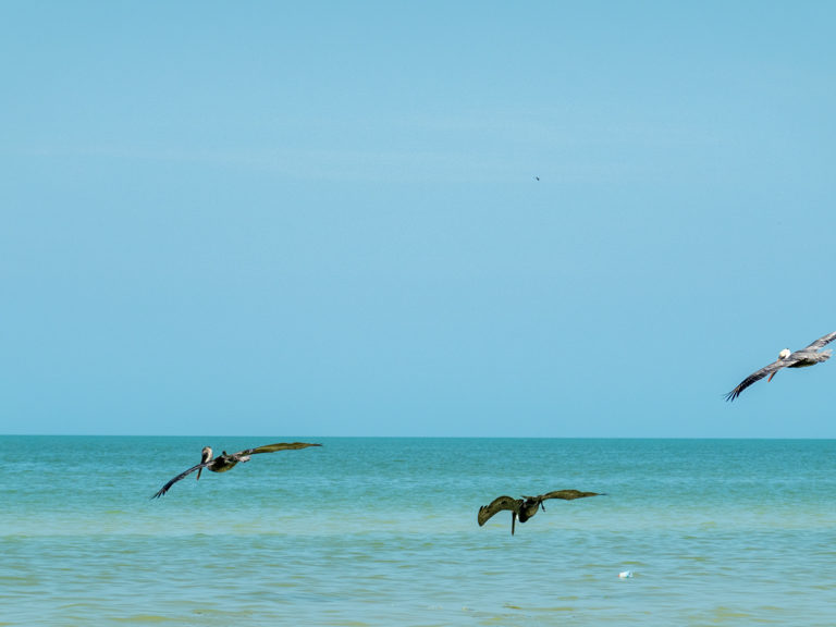 Pelikane kreisen auf Beutesucher übers Meer. Einer taucht gleich ins Wasser ein