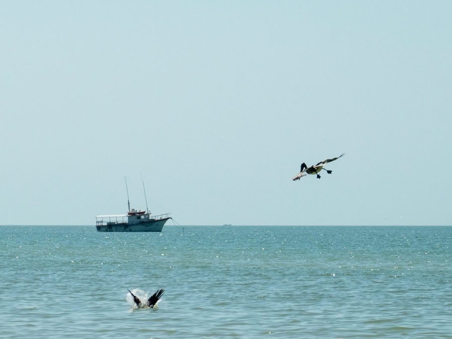 Ein Pelikan macht sich parat für den Sturz ins Wasser. Der andere taucht schon wieder auf..