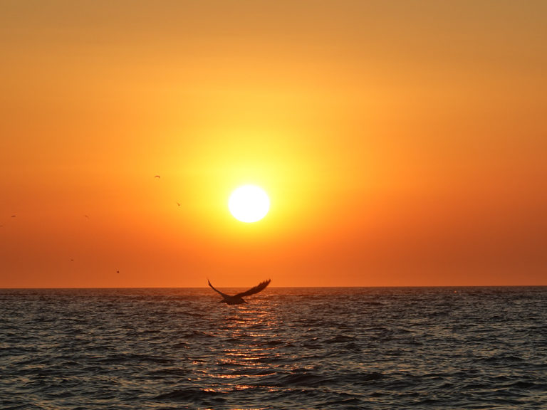 Einsamer Pelikan im Flug bei Sonnenuntergang