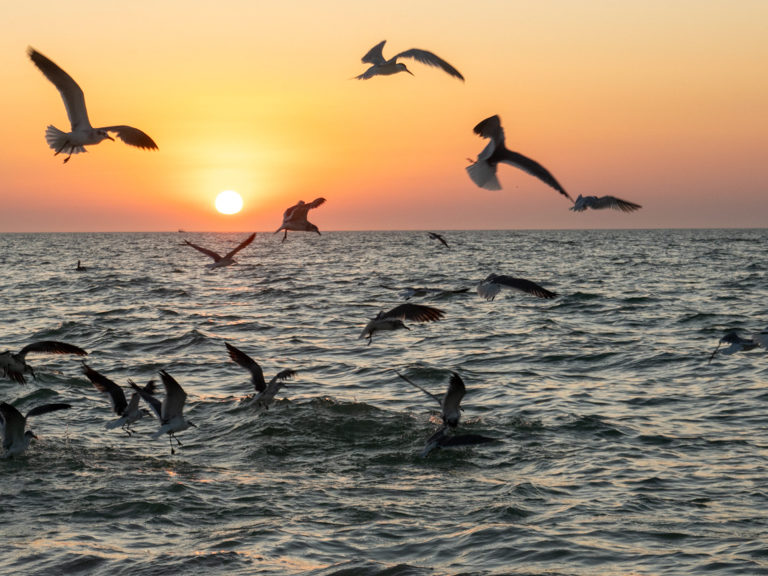 Kurz vor Sonnenuntergang: Seeschwalben und Möwen kreisen tief überm Meer