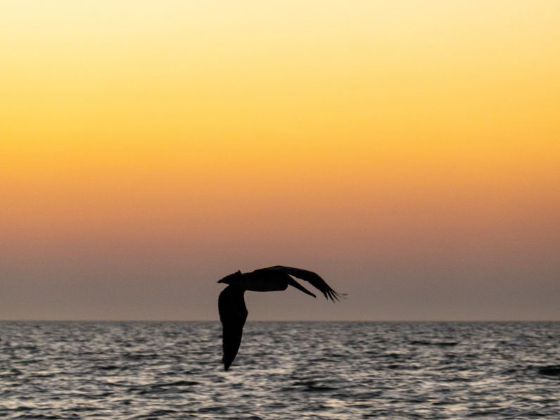 Silhouette eines tieffliegenden Pelikans nach Sonnenuntergang über dem Meer