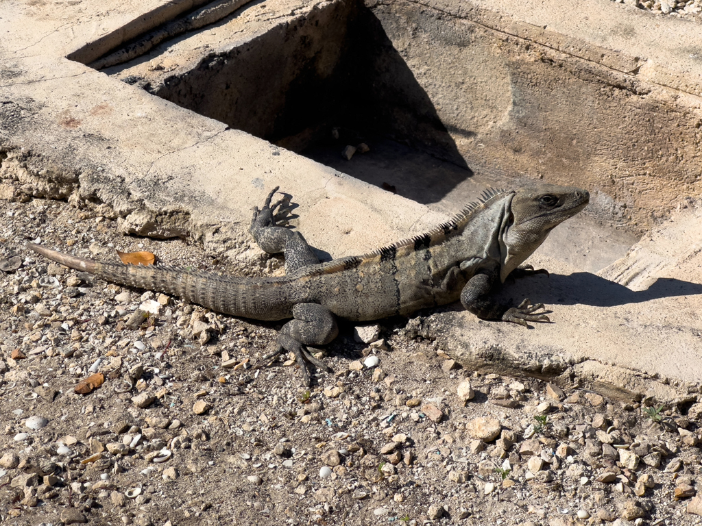 Ein Leguan wärmt sich in der Sonne hier auf Sergios Campground