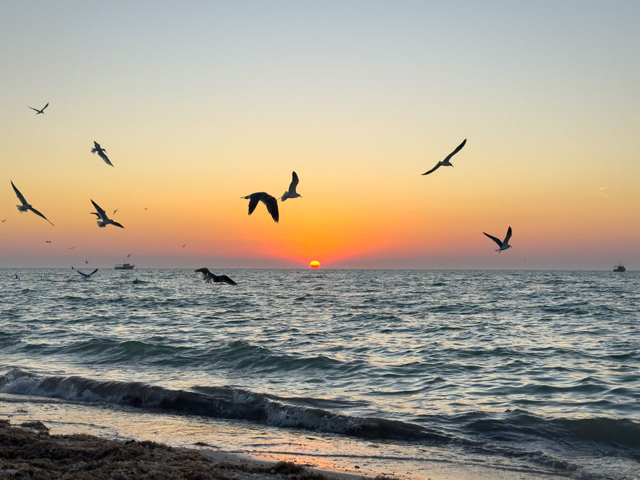 Kurz vor Sonnenuntergang: Seeschwalben und Möwen kreisen tief überm Meer