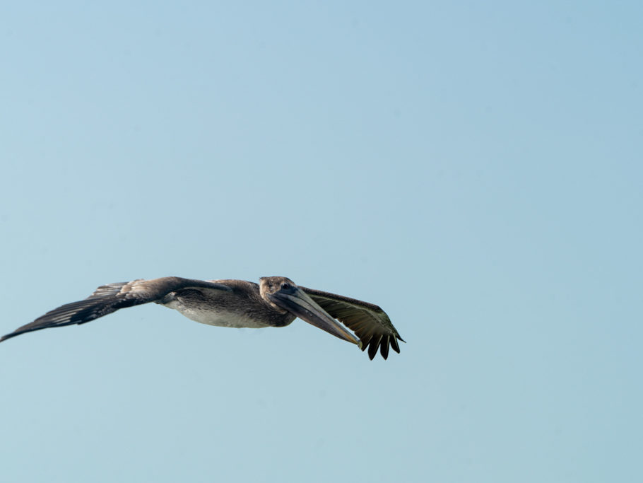 Grossaufnahme eines Pelikans im Flug