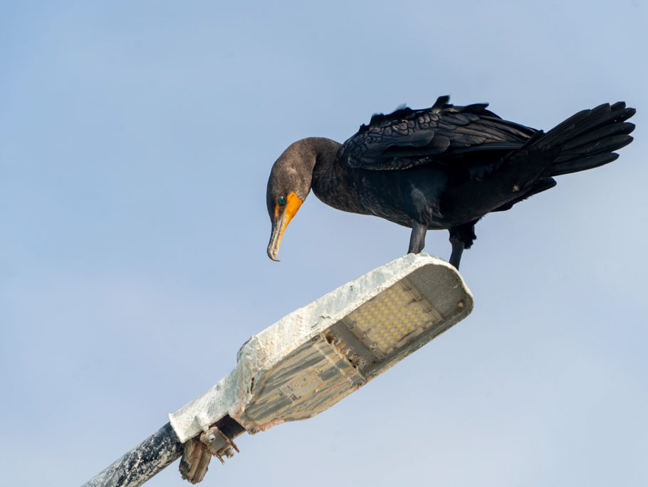 Ein Kormoran begutachtet stehend die versch....Strassenlaterne der Mole