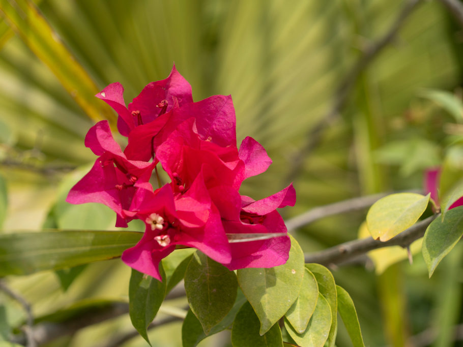 Bougainvillea-Blüte