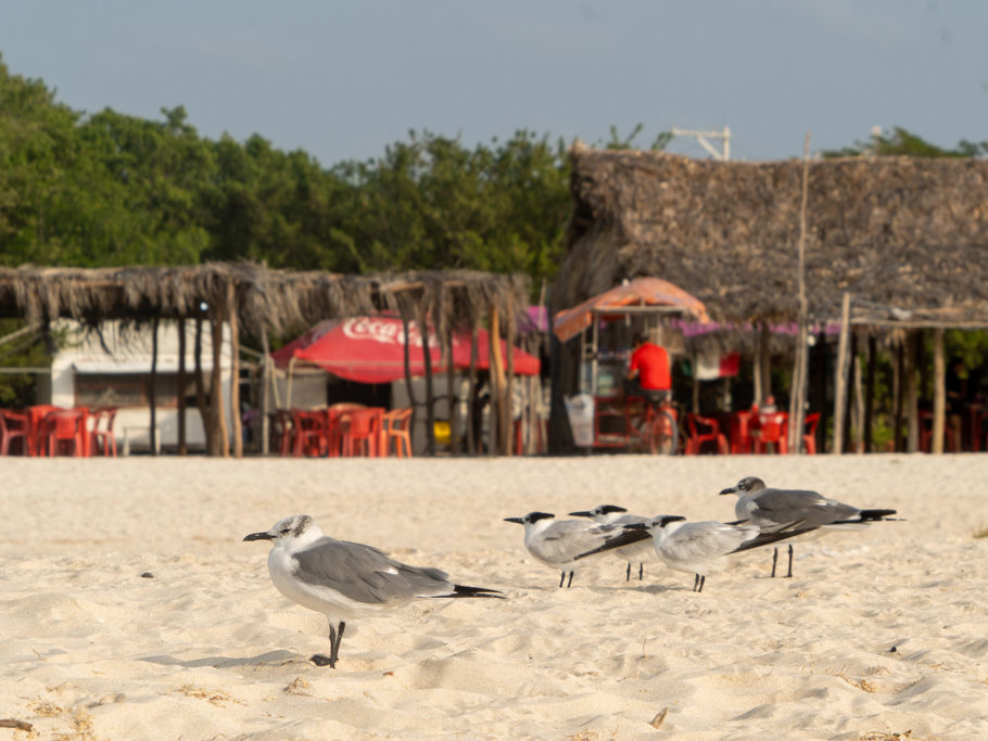 Strandmöwen ducken sich vor der steifen Brise vom Meer