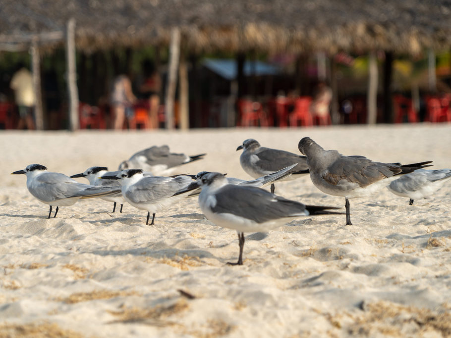 Strandmöwen ducken sich vor der steifen Brise vom Meer