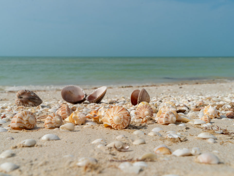 Kleine Sammlung von Muscheln und Schnecken