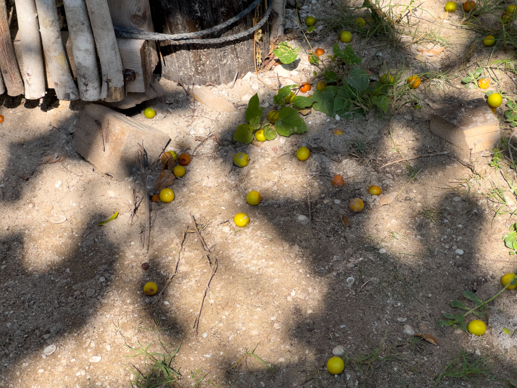 Ciruelas, die kleinen saueren "Äpfelchen", sind eine begehrte Frucht