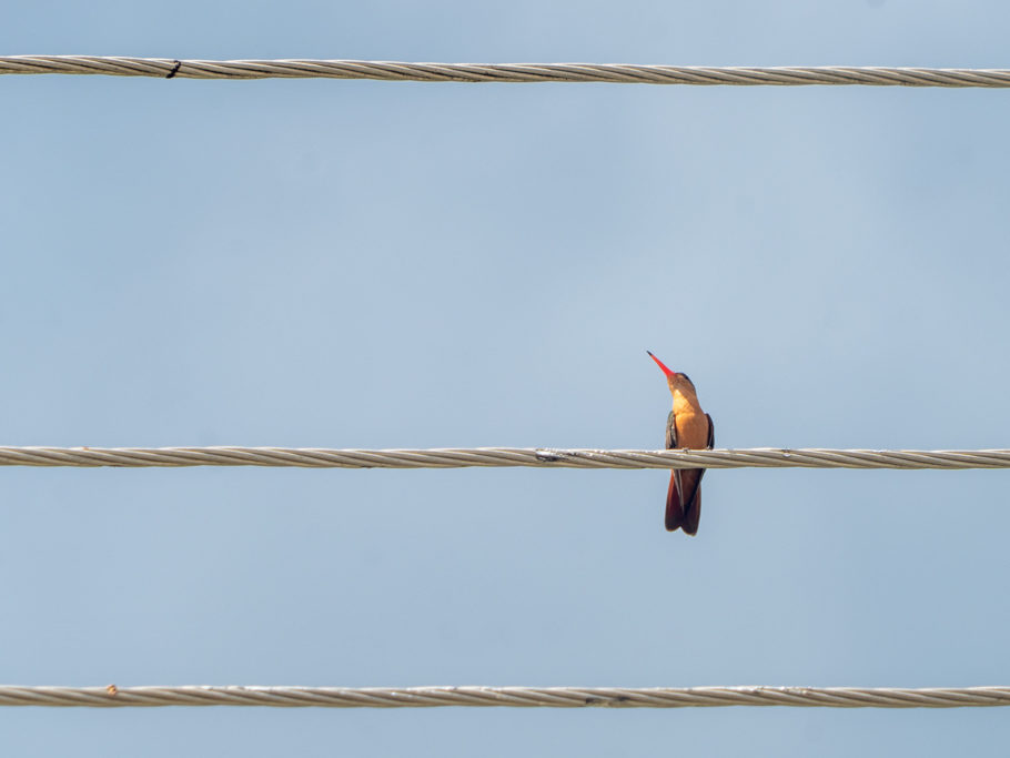 Eine Kolibri-Art sitzt auf den Stromkabeln: Zimtbauchamazilie oder Rostamazilie - Amazilia rutila