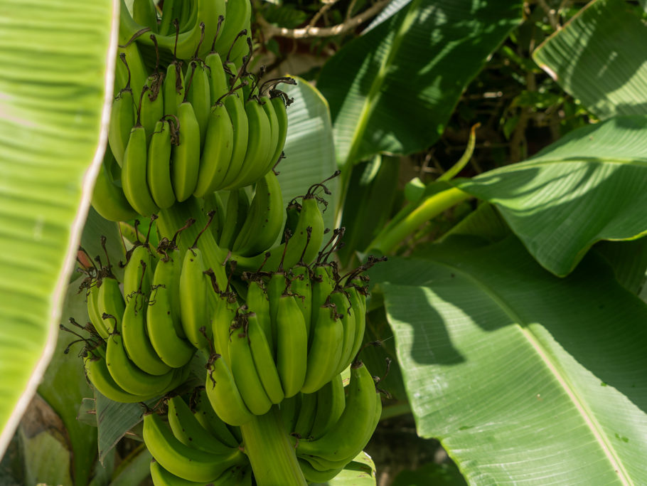 Junge Bananen - Musa acuminata