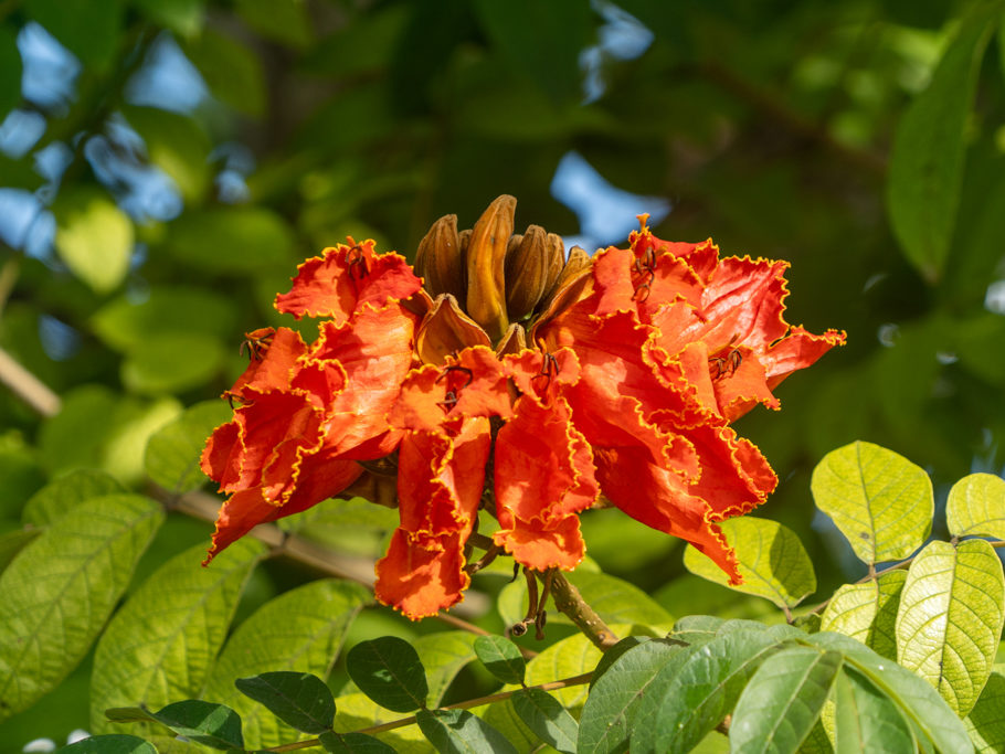 Afrikanischer Tulpenbaum - Spathodea campanulata