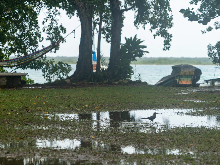 Ein Yucatan Blaurabe stolziert nach dem Regen durch den kleinen See hier im Campground