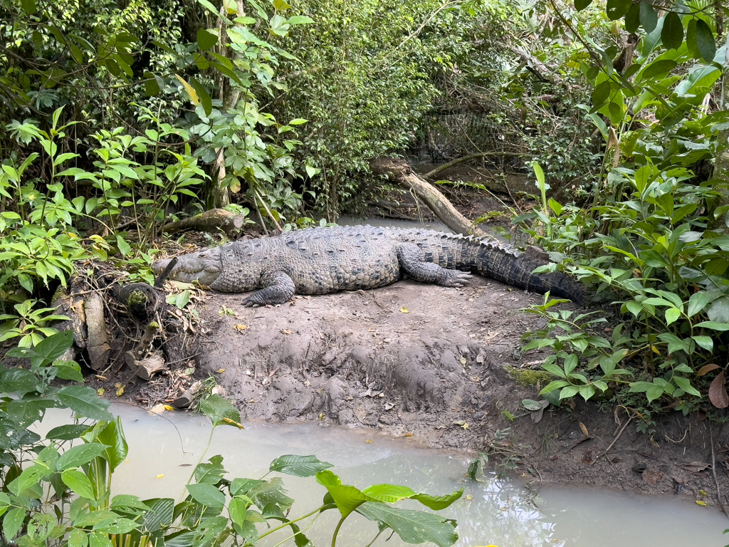 Krokodil