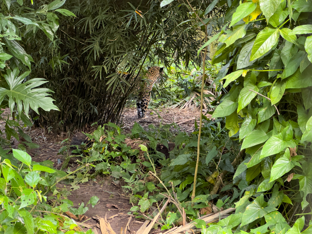 Ein junger scheuer Jaguar im Gebüsch