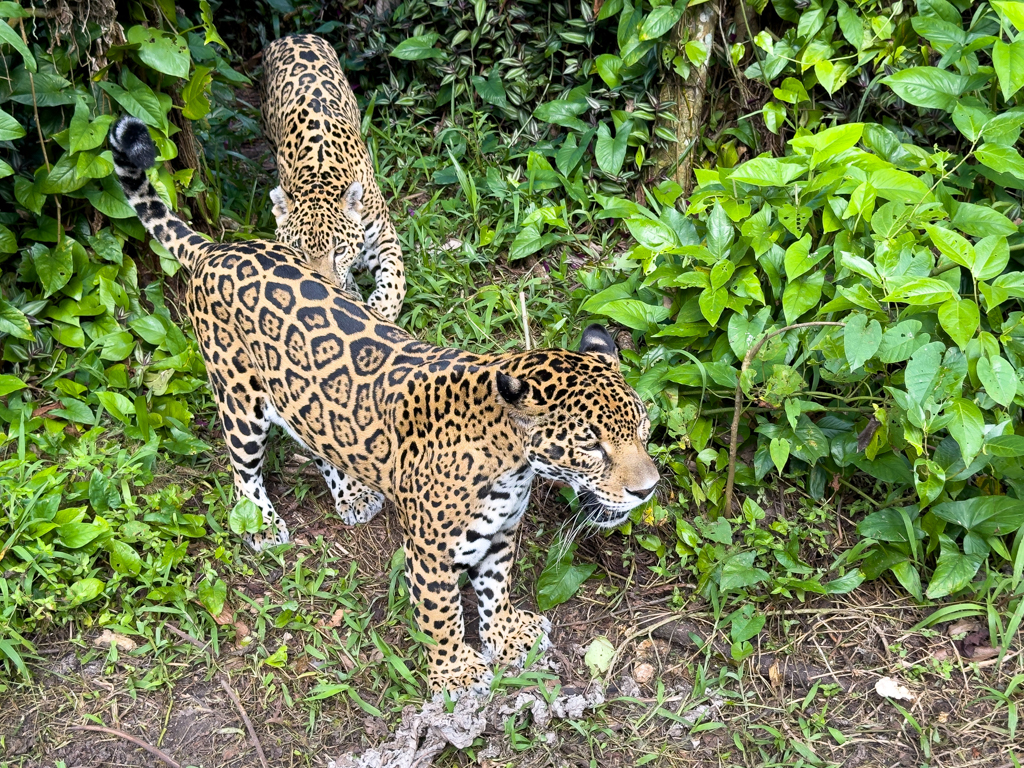 Das Männchen knabbert etwas an der Hüfte des Weibchens, was es nicht so lustig findet