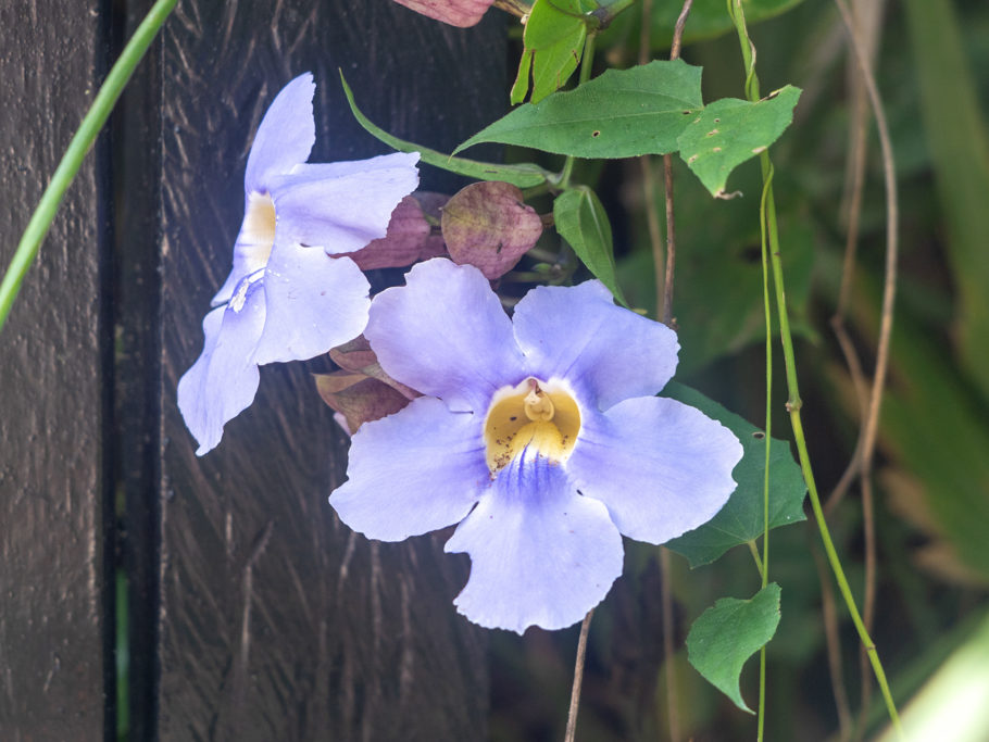 Himmelsblumen, grossblütige Thunbergia - Thunbergia grandifora