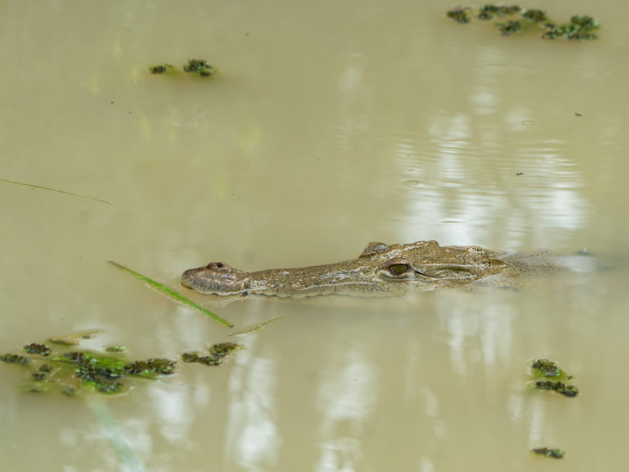 Croco, der Liebling im Belize Zoo, lässt nur den Kopf aus dem Wasser heraus